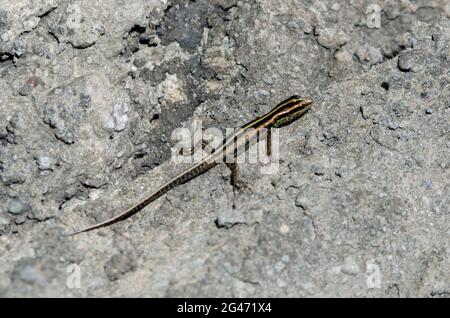 Many-lined Sun Skink, Eutropis multifasciata, on wall, Klungkung, Bali, Indonesia Stock Photo