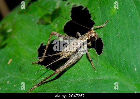 Cricket eating leaf, Gryllidae Family, nymph feeding on leaf, Klungkung, Bali, Indonesia Stock Photo