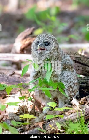 Baby barred owl on the forest floor shortly after leaving the safety of its nest. Closeup vertical portrait. Stock Photo