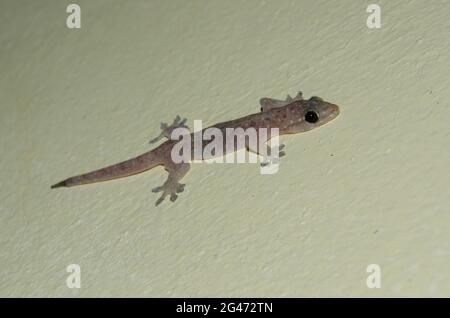 Common four-clawed gecko (Gehyra mutilata) on a ceiling, Thailand Stock ...