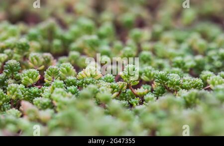 Green background with small sedum succulents in the garden. Nature backdrop Stock Photo