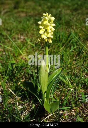 Pale-flowered orchid Stock Photo