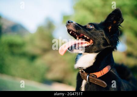 Close-up of a black little dog with open mouth and protruding tongue looks up in surprise in nature. Stock Photo