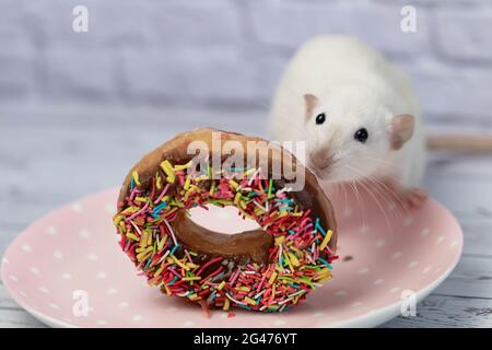 The white rat sniffs and eats a sweet colorful donut. Not on a diet. Birthday. Stock Photo