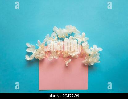 Pink envelope with white flowers hydrangea inside on a blue background. Stock Photo
