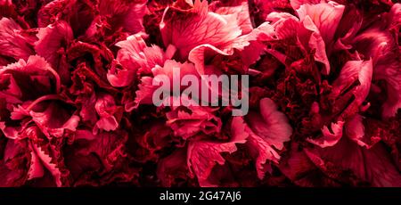 Abstract floral background, red carnation flower petals. Macro flowers backdrop for holiday brand design Stock Photo