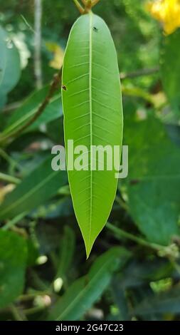 Closeup of Common mango (Mangifera indica) leaf Stock Photo