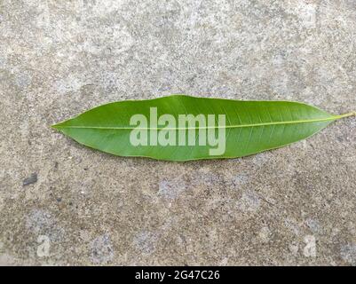 Closeup of Common mango (Mangifera indica) leaf on the ground Stock Photo