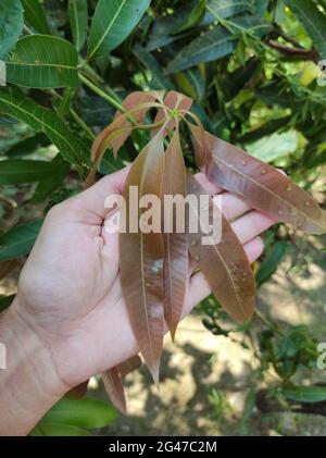 Closeup of hand holding red young leaves of Common mango (Mangifera indica) Stock Photo