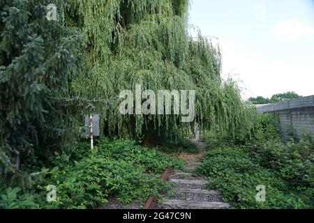 Countryside abandoned railroad with dense vegetation covering it Stock Photo