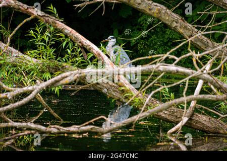 Grey heron. Stock Photo