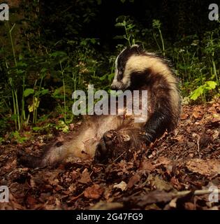 Badger in woodland Stock Photo