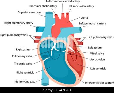 Heart anatomy with descriptions. Educational diagram with human ...