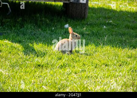 isolated young rabbit on grass arm in northumberland Stock Photo