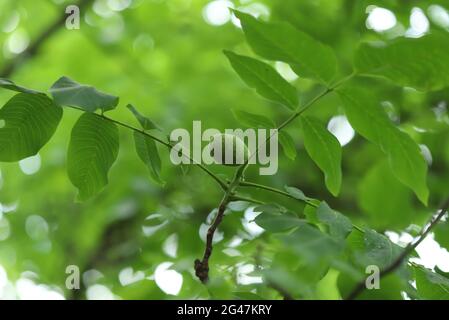 Green leaves on the walnut tree Stock Photo
