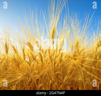 Dramatic closeup on wheat field with ripe golden spikes, wide angle perspective Stock Photo