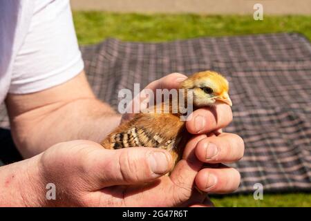 close up of man holding young baby chick in hands Stock Photo