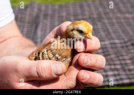 close up of man holding young baby chick in hands Stock Photo