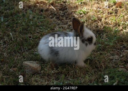 Grey and White Rabbit at Paphos Zoo, Cyprus Stock Photo