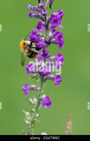 Male Common Carder Bee (Bombus pascuorum) bumblebee on Salvia nemorosa Stock Photo