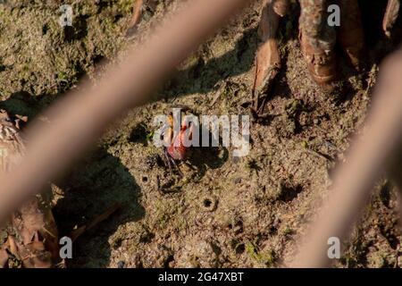 Close up of Fiddler Crab or Ghost crab walking on mudflats in mangrove forest during low tide, Tanjung Piai National Park, Malaysia Stock Photo