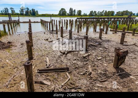 Remaining wooden pilings after the deconstruction and salvage of an old Net Loft on the Steveston waterfront in British Columbia Canada Stock Photo