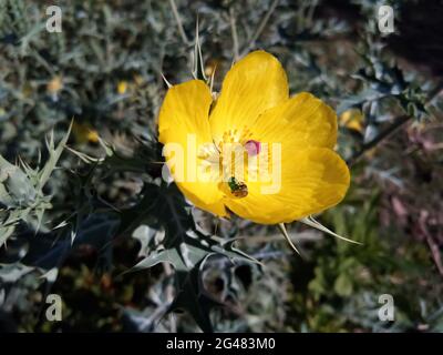 Bright Mexican poppy flower blooming outdoors Stock Photo
