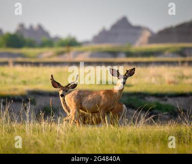 Young mule deer bucks in Badlands National Park, South Dakota. Stock Photo