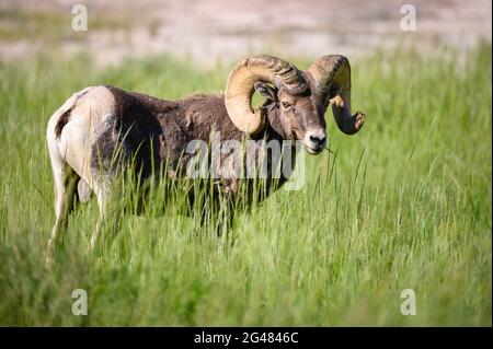 Bighorn sheep ram grazing in Badlands National Park, South Dakota. Stock Photo