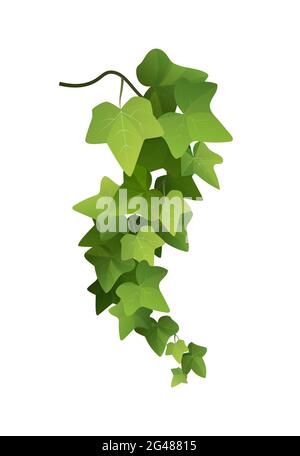 ivy-plant-branch-cartoon-illustration-stock-vector-image-art-alamy