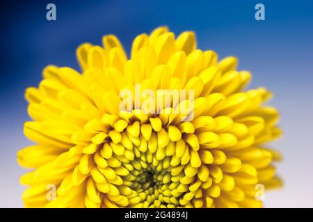 Beautiful small yellow chrysanthemum isolated on a deep blue blurry background. Macro shot of bright spring flower petals. Yellow mums flowers image. Stock Photo