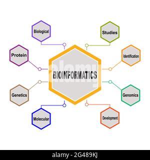 Diagram concept with Bioinformatics text and keywords. EPS 10 isolated on white background Stock Vector