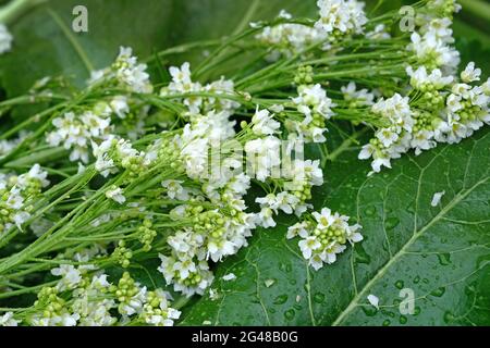 White horseradish flowers close up. Blooming horseradish branch with raindrops. Horseradish flowering period in spring. Stock Photo