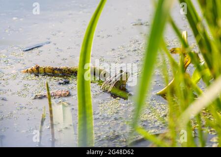A green frog sits in a pond on a branch. Close-up. Stock Photo