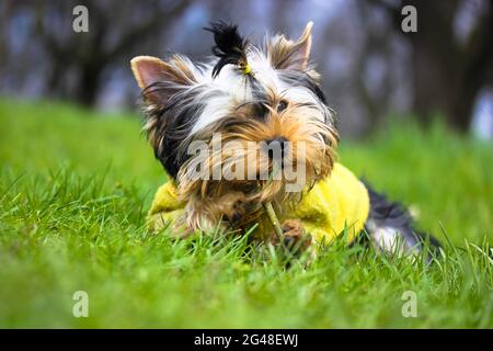 Portrait of a cute Yorkshire Terrier puppy with ponytail in green sweater lying on a grass in a meadow, chewing on a stick. Funny fluffy puppy biting Stock Photo