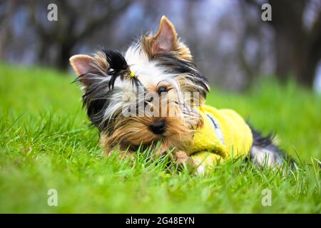 Portrait of a cute Yorkshire Terrier puppy with ponytail in green sweater lying on a grass in a meadow, chewing on a stick. Funny fluffy puppy biting Stock Photo