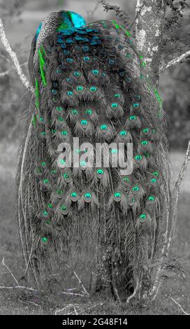 Peacock dancing; Peacock glowing; blue peacock; shinning peacock Stock Photo