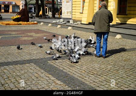 A man feeds pigeons in a historic paved market square. Spring. Stock Photo