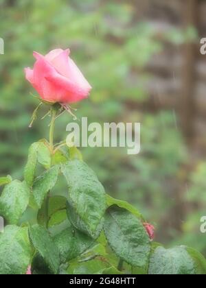 Vertical crop of a single pink rose seen during a rainstorm in soft focus Stock Photo