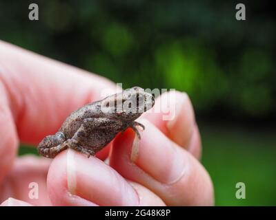 Common temporaria frog, resting in hand of a human towards green background, shallow depth of field Stock Photo