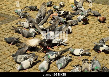 A flock of pigeons in the historic paved market while being fed by passers-by. Spring. Stock Photo