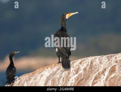 Two birds on a rock; two birds sitting on a rock; Bird on a rock; bird resting on rock; cormorant on the rock; close up of a bird Stock Photo