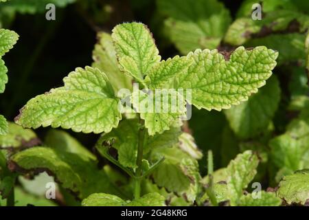 Lemon balm, Melissa officinalis Stock Photo