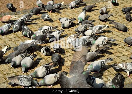 A flock of pigeons in the historic paved market while being fed by passers-by. Spring. Stock Photo