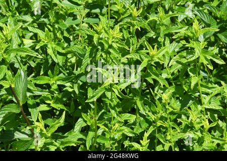 Mentha longifolia- horsemint Stock Photo