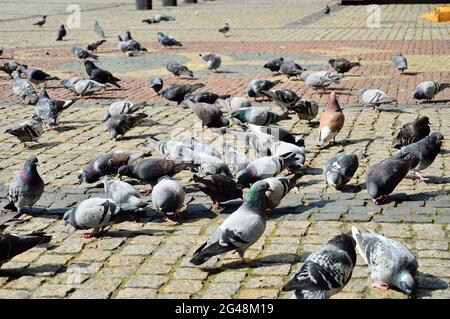 A flock of pigeons in the historic paved market while being fed by passers-by. Spring. Stock Photo