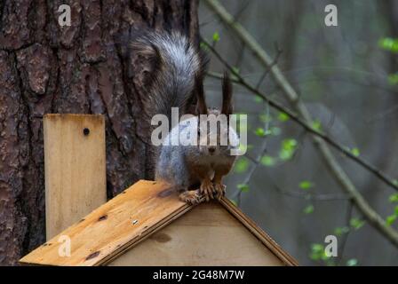 Wild squirrel on a feeding trough in the forest. Stock Photo
