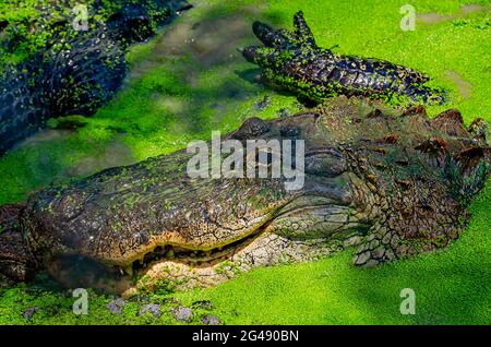 An adult alligator swims through duckweed at Gulf Coast Gator Ranch and Tours, June 12, 2021, in Moss Point, Mississippi. The local tourist attraction Stock Photo