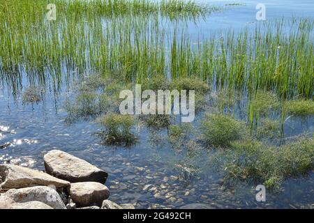 Sea lavender (Limonium carolinianum).is a salt marsh plant of the high marsh. Here a grouping of Sea Lavender is flooded by an astronomical spring tid Stock Photo