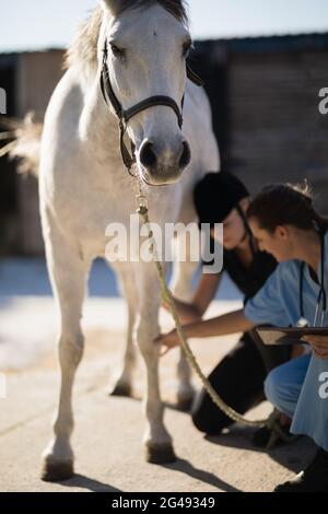 Female vet with jockey examining horse leg Stock Photo